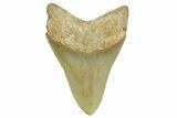 Serrated, Fossil Megalodon Tooth - North Carolina #371495-1